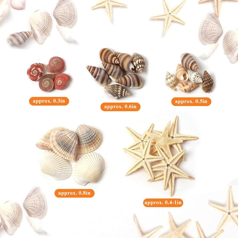 Minuscules coquillages naturels