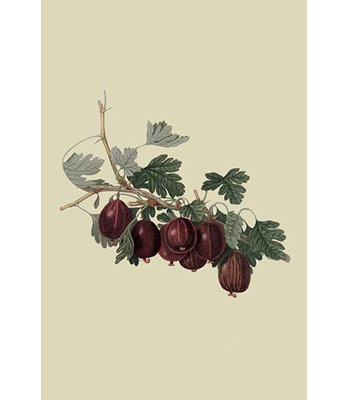 « wilmot early red gooseberry » par william hook, impression