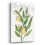 «Classic Citrus V Light» par Sue Schlabach-645004750