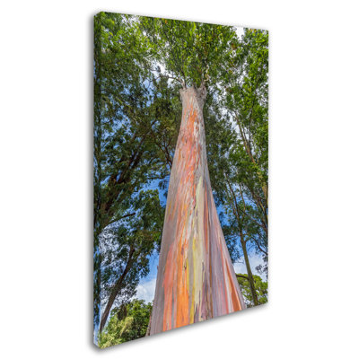 Fabrizzio "Rainbow Tree" by Pierre Leclerc Photographic Print on Wrapped Canvas