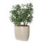 Plante d'appoint Winslow