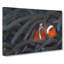 Peeping Clownfish - Wrapped Canvas-55366653