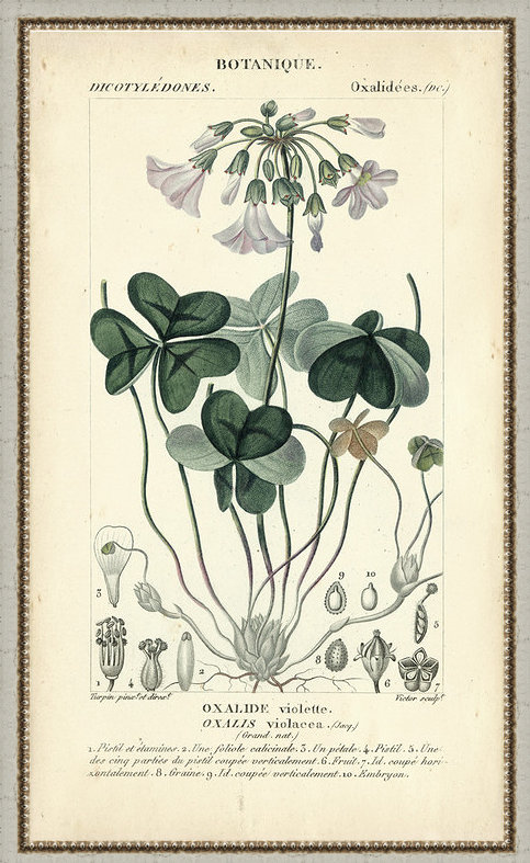 «Botanique Study in Lavender I», reproduction d'art encadrée