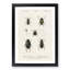 Beetle Illustration PL.5 by Charles D'Orbigny - Single Picture Frame Print-55543878-55543875