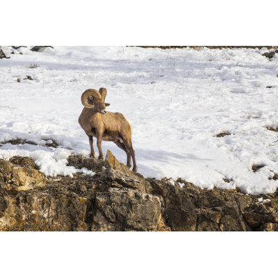 Big Horned Sheep by JackVandenHeuvel - Wrapped Canvas Print