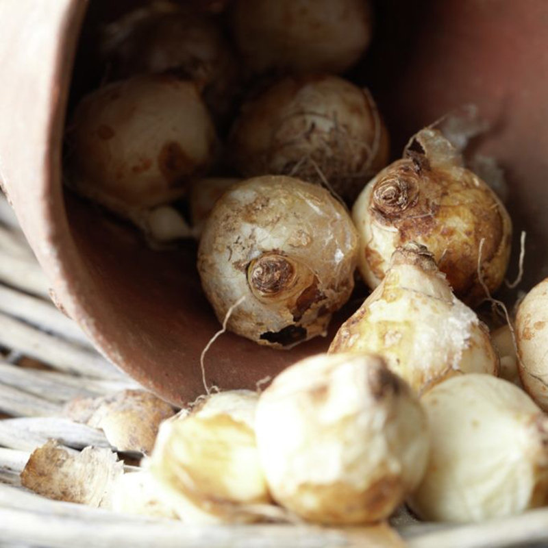 Grape Hyacinths Bulb