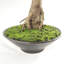 114.3cm Faux Bonsai Plant in Pot Liner