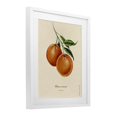 Orange Fruit Portrait Framed Print Under Glass, design by Danielle Murray