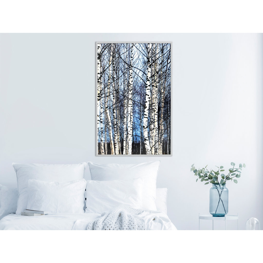 Gerahmter Fotodruck Winter Birch Trees