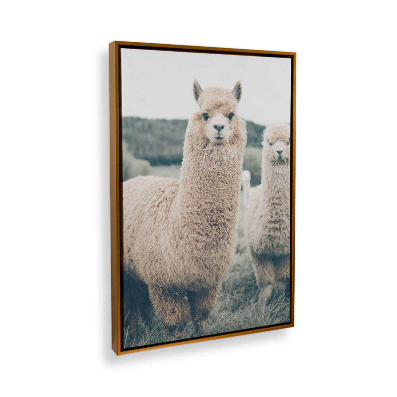 Impression sur toile Alpaca Charm, Cadre flottant or poli, H 12,75 po x l 8,75 po x P 1,75 po