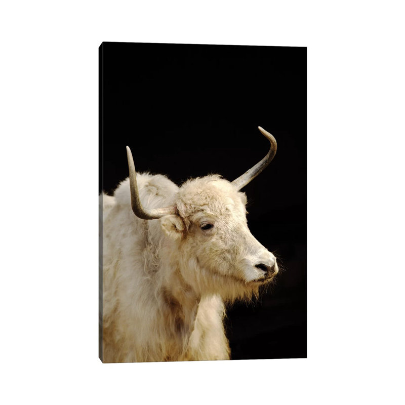 Cow 1 Piece Wrapped Canvas Wall Art, 66.04 cm H x 45.72 cm W x 3.175 cm D