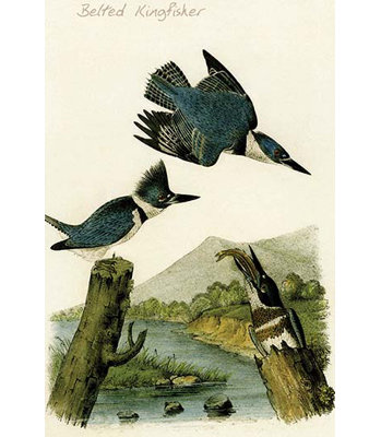 Kingfisher-1 impression d’art graphique
