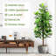 Figuier Forest Forest-1716668564