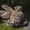 Coy Koi Statue