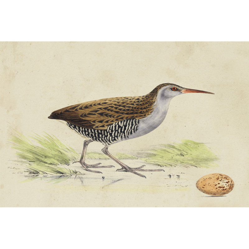 Meyer Shorebirds III by H. L. Meyer - Wrapped Canvas Print, 81cm H x 122cm W x 3.8cm D