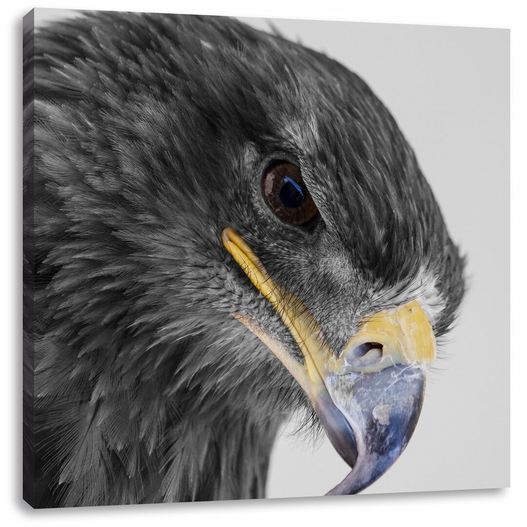 Leinwandbild Wunderschöner Adler im Portrait