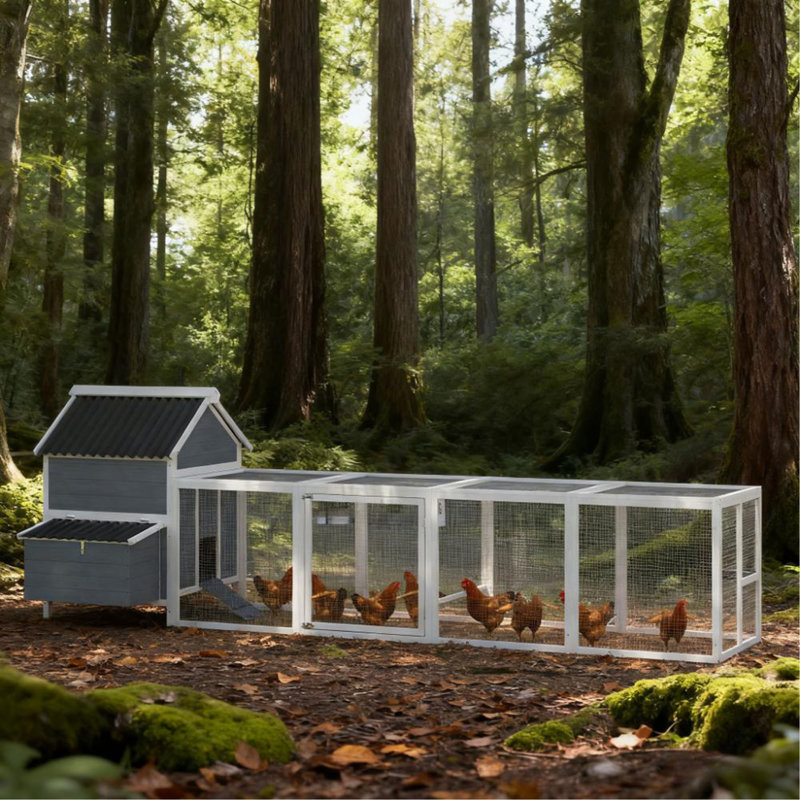 Poulailler pour 10 à 15 poulets