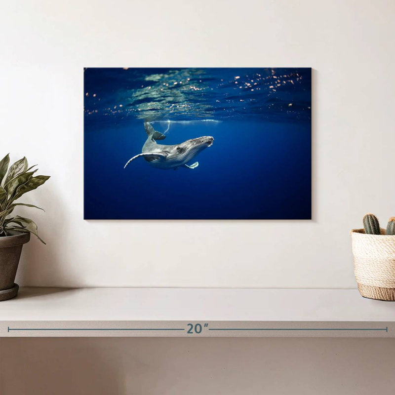 Brampt Humpback Whale In The Sea