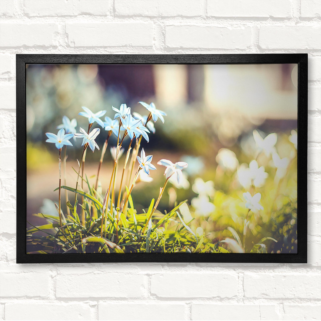 Soft Blue Garden Flowers Gerahmter Druck