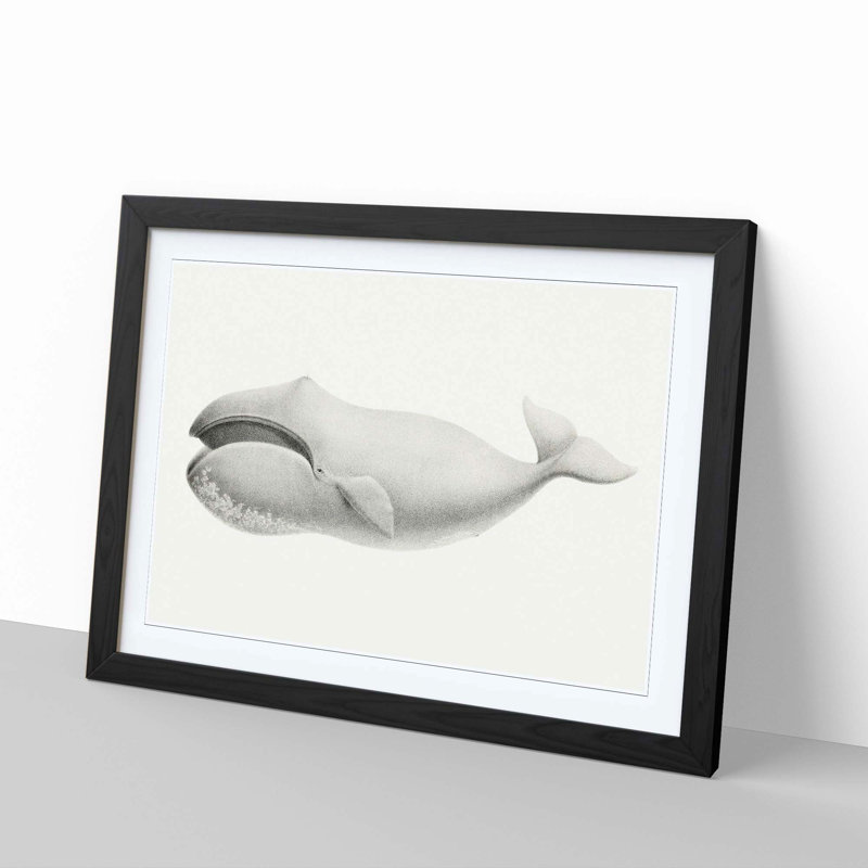 Bowhead Whale by C.M. Scammon - Framed Print, Black, 35cm H x 50cm W x 2cm D