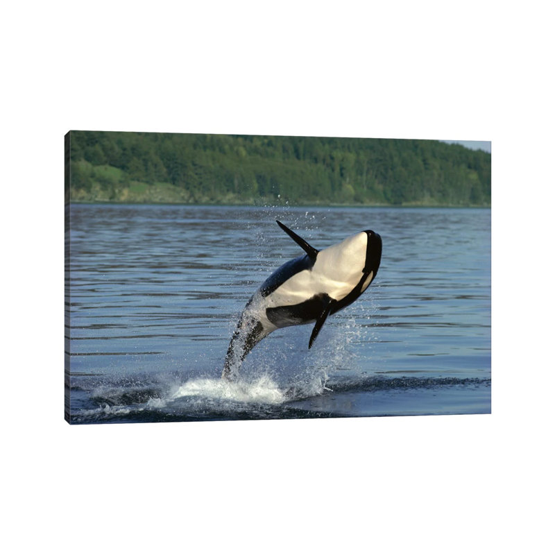 Orca Breaching, Inside Passage, Alaska by Gerry Ellis - Wrapped Canvas Print, 66.04 cm H x 45.72 cm W x 1.91 cm D