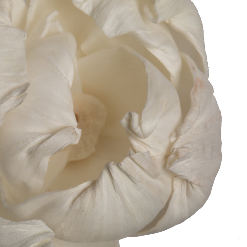 Natural White Dried Sola Peony Flower Heads, Set of 24