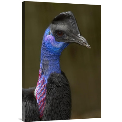 Dwarf Cassowary Portrait, Native To New Guinea - Single Picture Frame Photograph on Framed Canvas