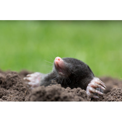 Curious Mole par Juefra - Photographie sur toile tendue
