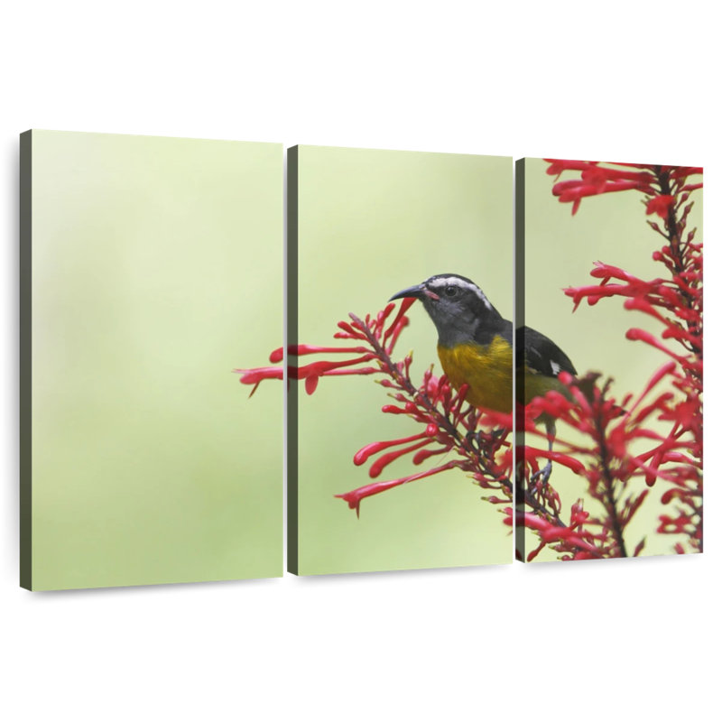 Brampt Feeding Bananaquit Bird, 42" H x 65" W
