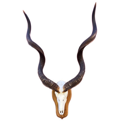 Arieona Real Kudu Skull on Wooden Shield