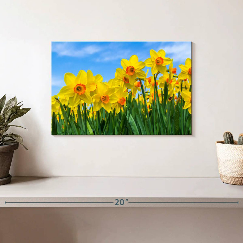 Jonquilles d'été Harnek, H 8 po x l 12 po