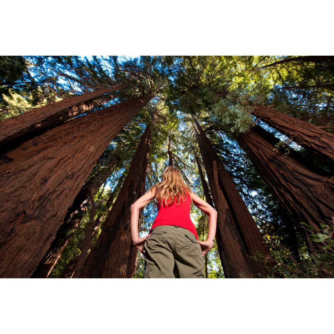 Redwood Wandern