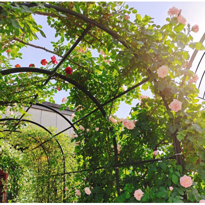 Arche de jardin en métal avec barrière, arche de rose de 79,5 po de largeur x 86,6 po de hauteur, treillis durable de soutien pour plantes grimpantes pour les jardins extérieurs, les pelouses et les cours