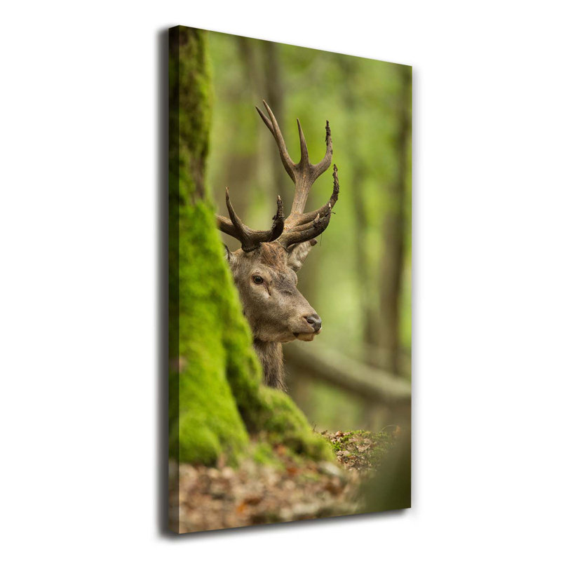 Deer - Wrapped Canvas Print