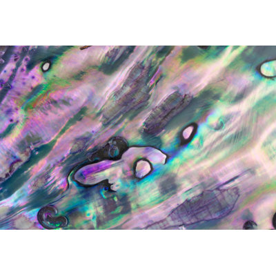 " Abalone Pearl Shell " by Elenaseychelles