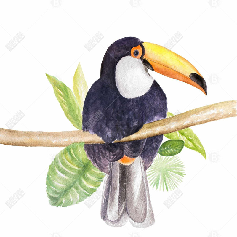 " Toucan "