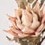 Dried Flower Bunch-119034009-119034008