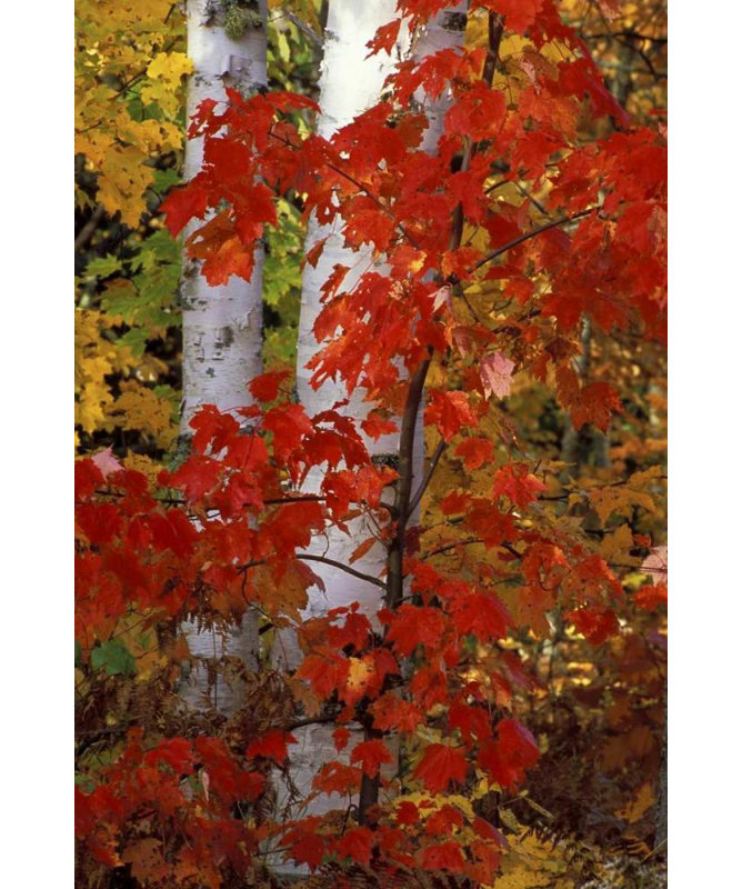 Millwood Pines Carlson, art sur toile tendue avec galerie Mark: MI, papier blanc avec érable, H 48 po x l 33 po