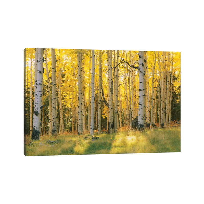 Aspen Trees In A Forest, Coconino National Forest, Arizona, Usa by Panoramic Images - Wrapped Canvas Print