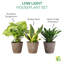 Live Low Light Houseplant Set-109179380