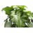Live Low Light Houseplant Set of 3-70535089