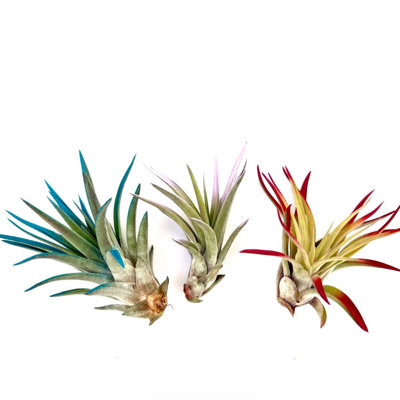 Air Plant Bundle Velutina Colors 3PK 3"-4" — Primary color: Turquoise
