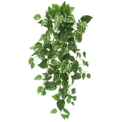 Plante suspendue 35 po Pothos Ivy