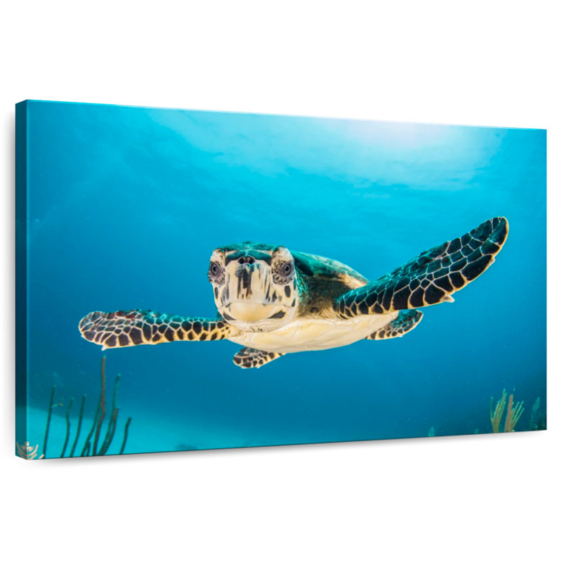 Brampt Underwater Baby Turtle, 32" H x 48" W