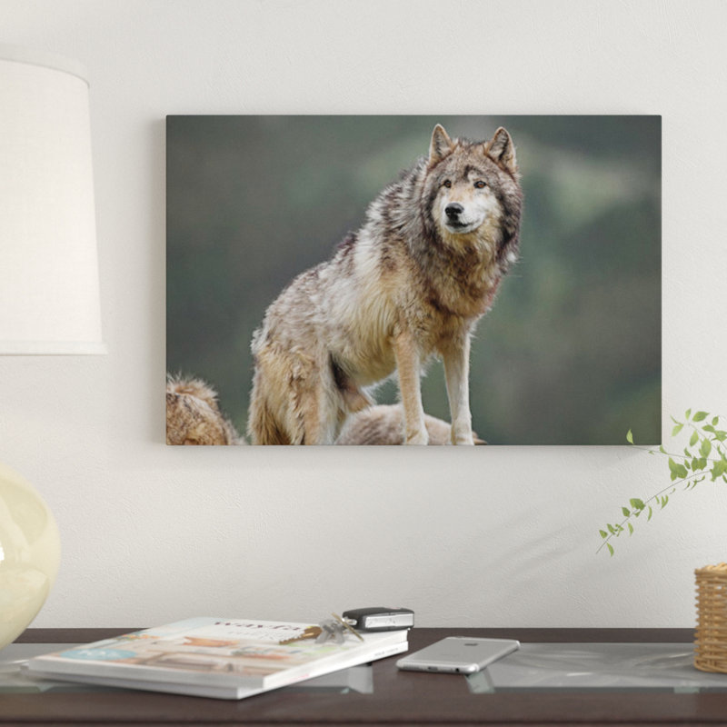 « loup, north america i », impression sur toile, H 26 po x l 40 po x P 1,5 po, Toile tendue, Pas de tapis