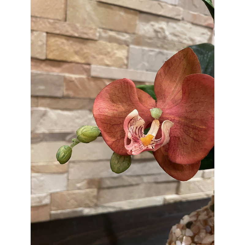 Orchidées Longhorn