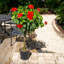 Hibiscus in Grower Nursery Pot