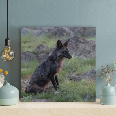 " A Black Fox On Grass "