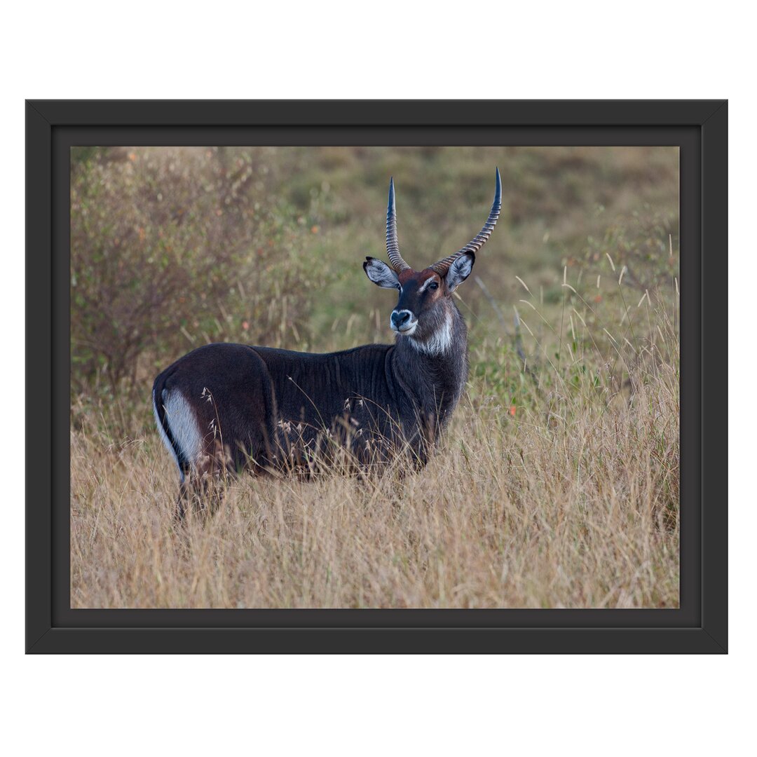 Gerahmtes Wandbild ausgewachsene Dorkasgazelle