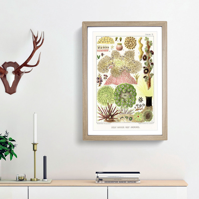 Great Barrier Reef Anemones by W. Saville-Kent - Framed Print, Oak Framed, 48cm H x 36cm W x 2cm D